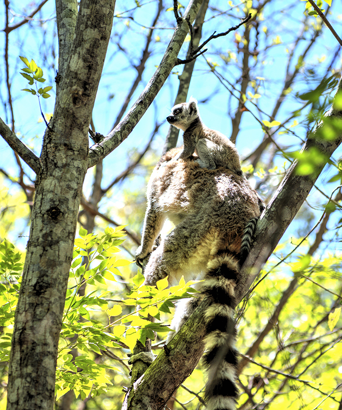 Ring Tail baby